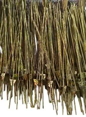 Ms Trisul Road For Mini Sprinkler1.1